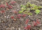 Filipendula rubra