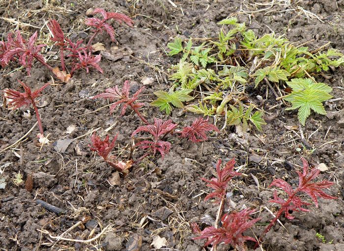 Изображение особи Filipendula rubra.