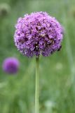 Allium giganteum