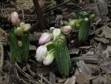 genus Podophyllum