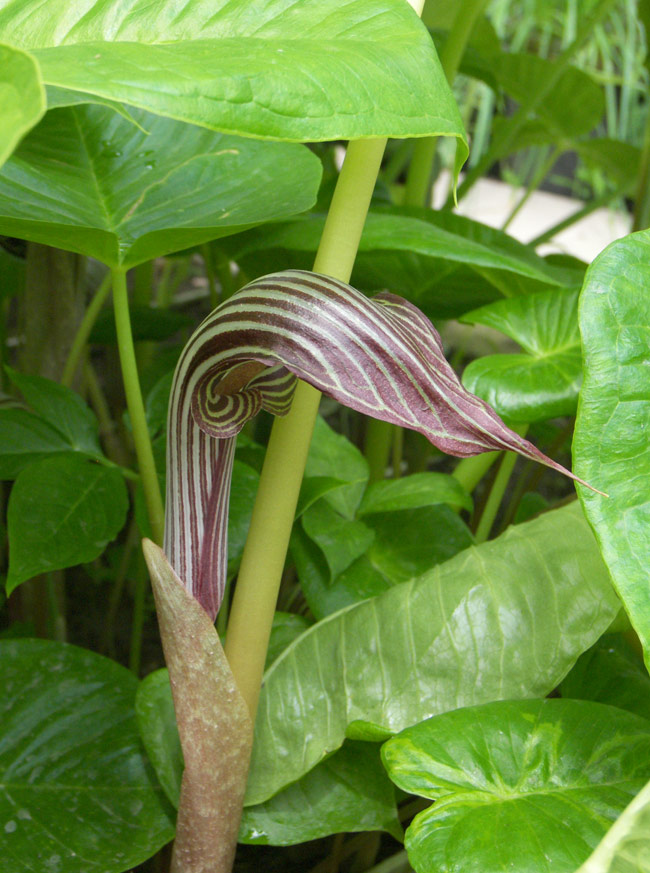 Image of Arisaema propinquum specimen.