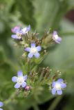 Anchusa azurea. Соцветия. Южный Казахстан, хр. Боролдайтау, предгорья к СВ от села Балыкчи. 23.05.2010.