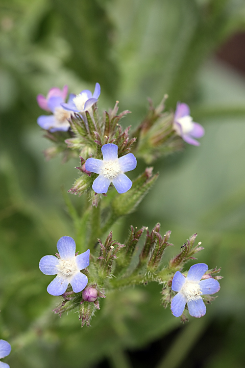 Изображение особи Anchusa azurea.