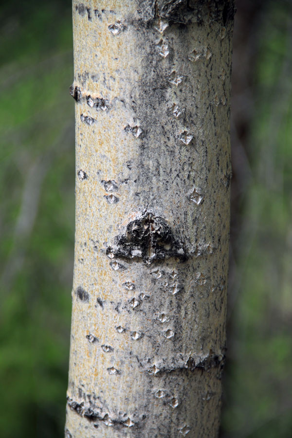 Изображение особи Populus suaveolens.