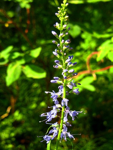 Изображение особи Veronica longifolia.