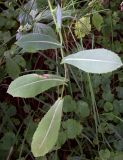 Lactuca serriola