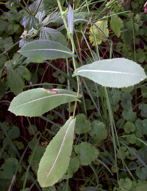 Изображение особи Lactuca serriola.