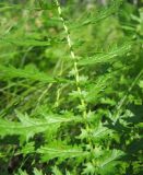 Filipendula vulgaris. Часть листа. Тульская обл, Алексинский р-н, окр. д. Новое Клейменово, опушка березняка. 22.06.2012.