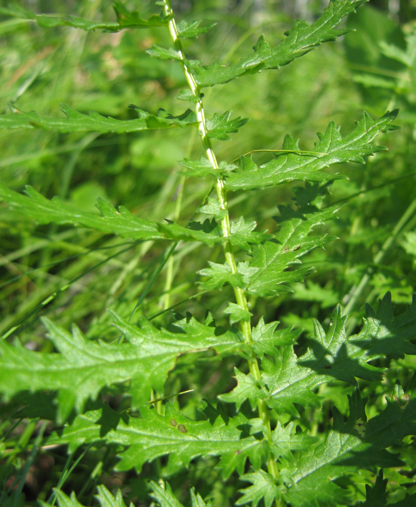 Изображение особи Filipendula vulgaris.