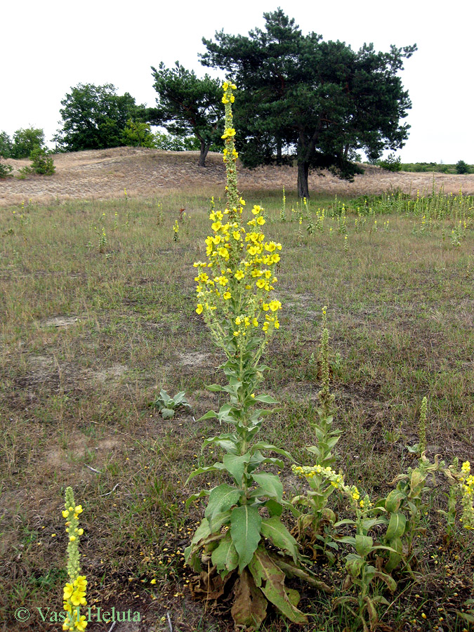 Image of Verbascum densiflorum specimen.