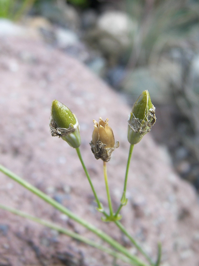 Image of Silene saxatilis specimen.