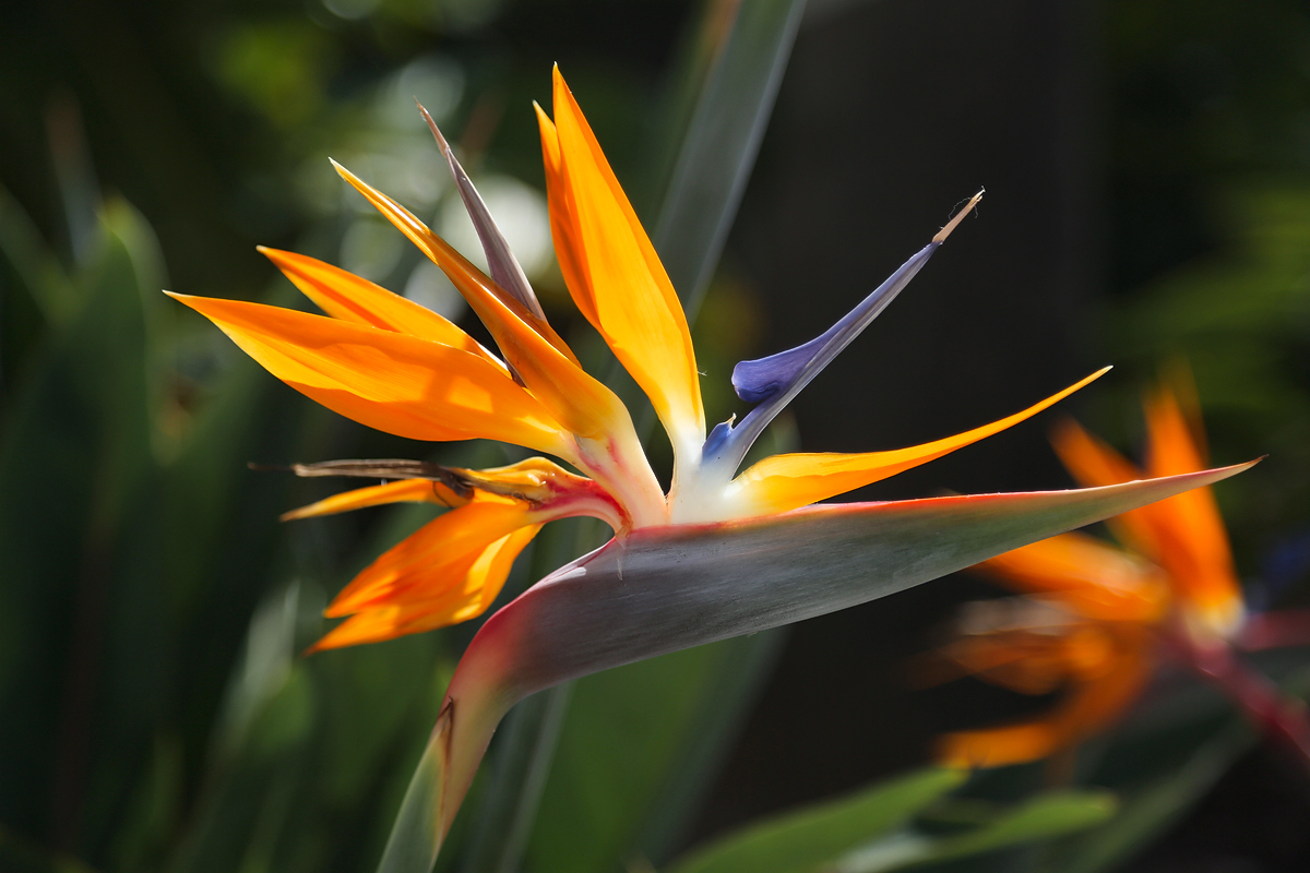 Изображение особи Strelitzia reginae.