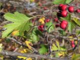 Crataegus monogyna. Ветвь с плодами. Крым, Симферополь, Симферопольское вдхр. 14 октября 2012 г.