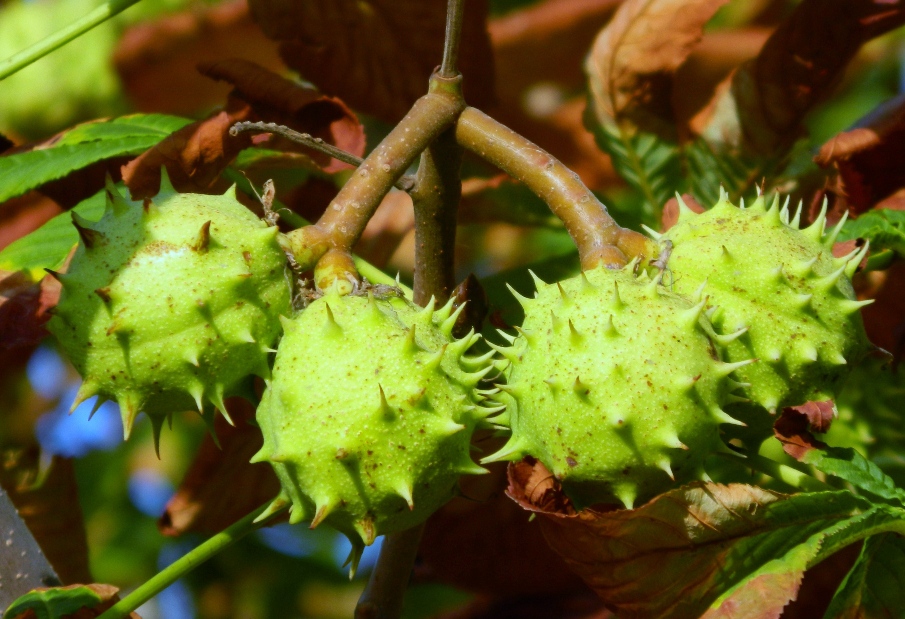 Изображение особи Aesculus hippocastanum.