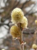 Salix lanata