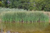 Typha angustifolia