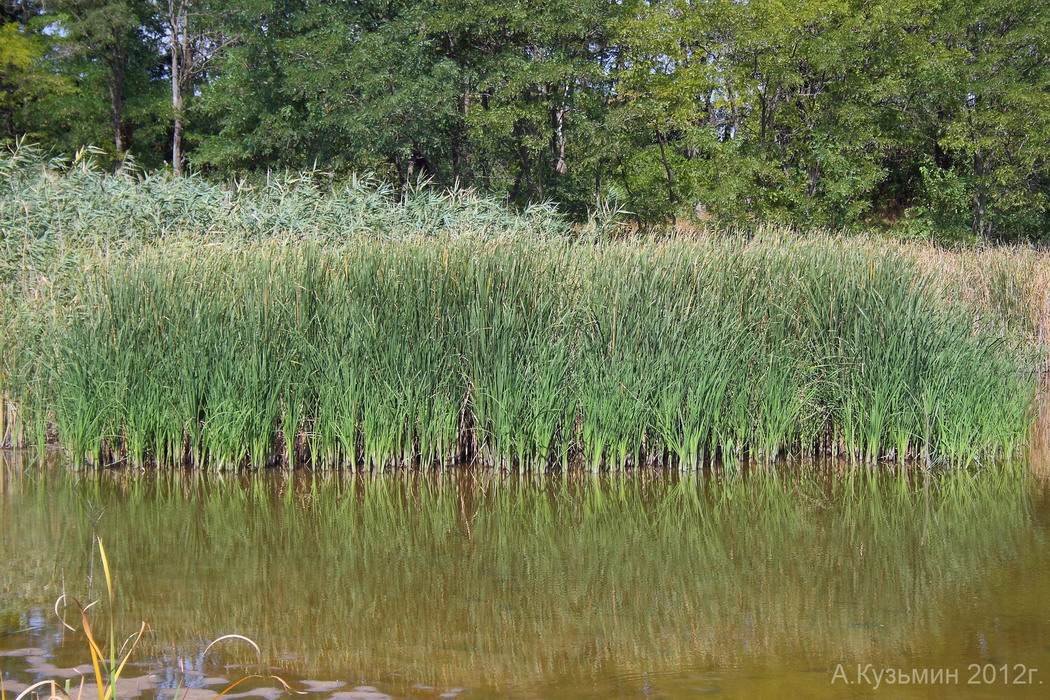 Изображение особи Typha angustifolia.