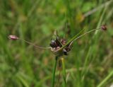 Allium oleraceum. Соцветие с луковичками. Московская обл., Серебрянопрудский р-н, берег р. Полосня. 01.07.2012.