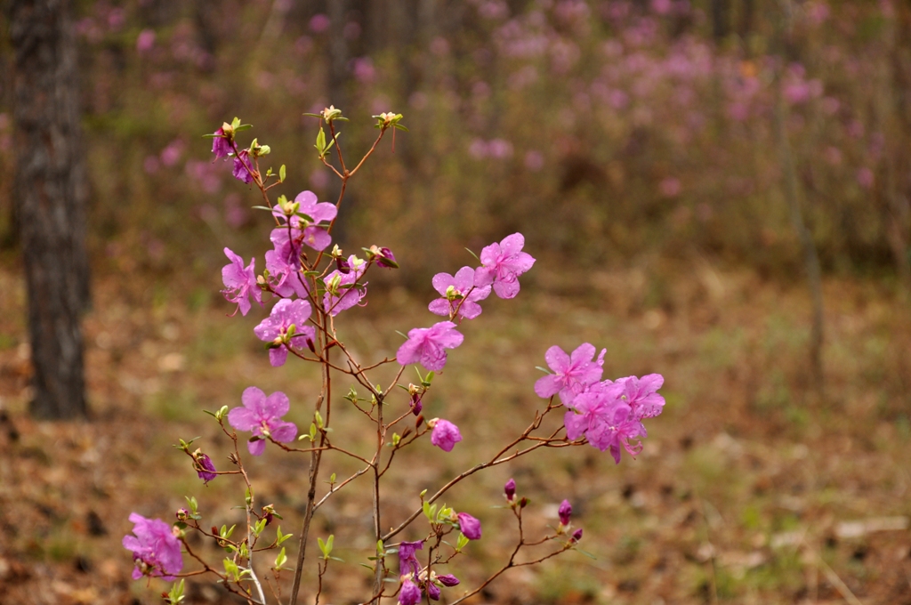 Image of Rhododendron dauricum specimen.