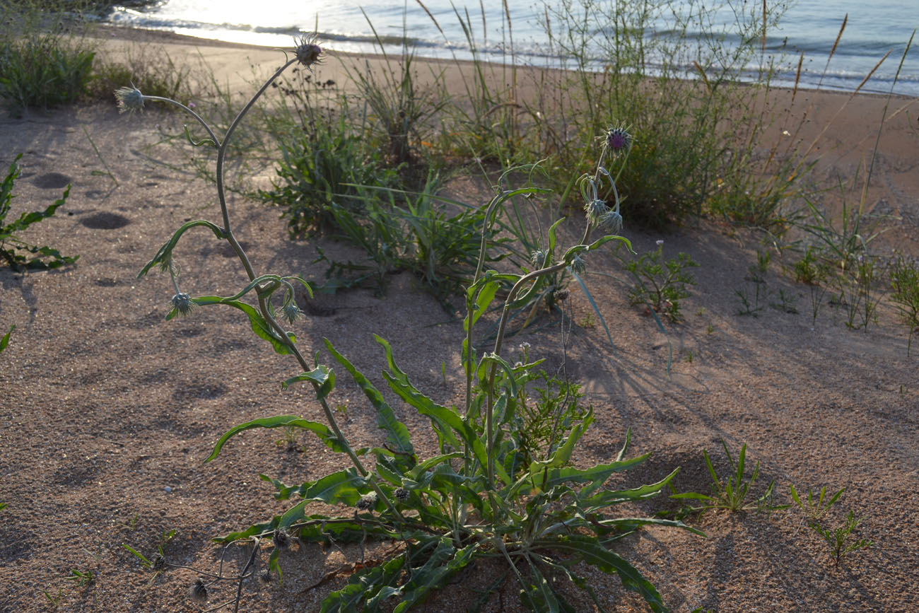 Image of Jurinea longifolia specimen.