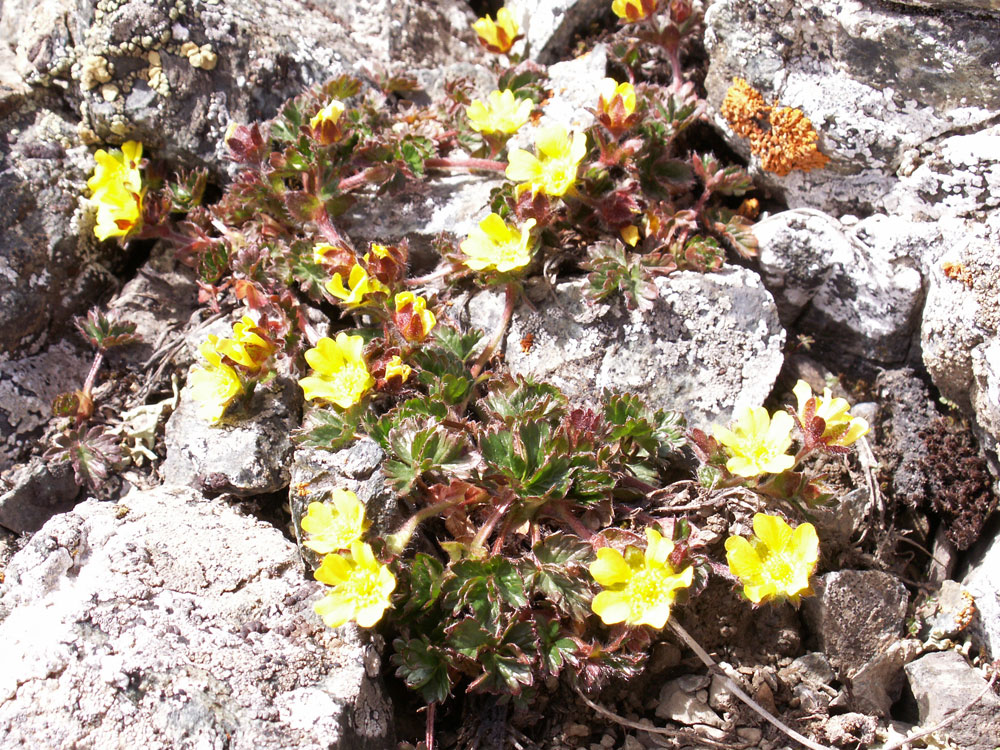 Изображение особи Potentilla gelida.