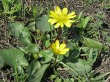 Ficaria stepporum. Цветущее растение. Украина, г. Запорожье. 17.04.2011.