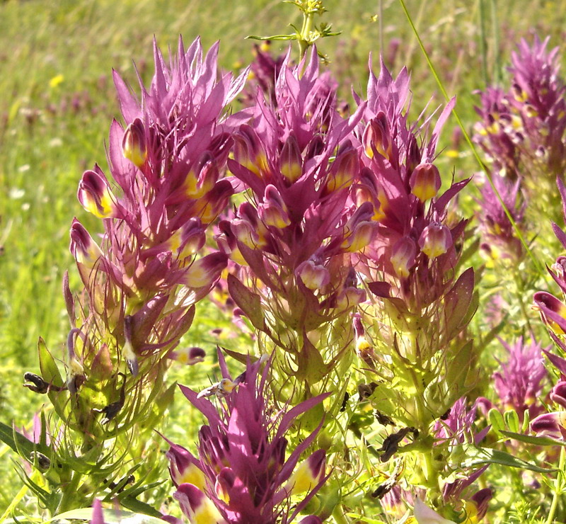 Image of Melampyrum arvense specimen.