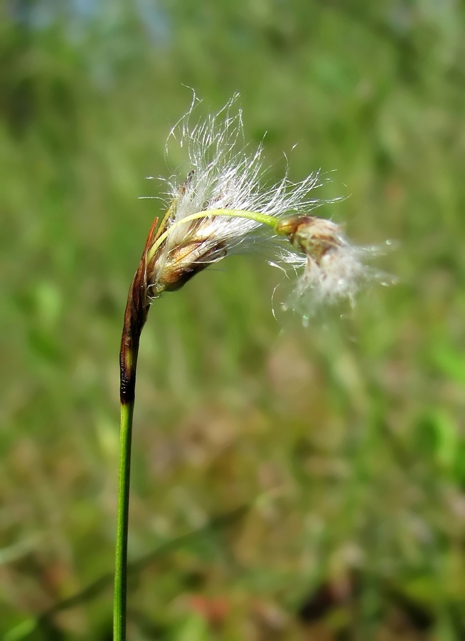 Image of Eriophorum gracile specimen.