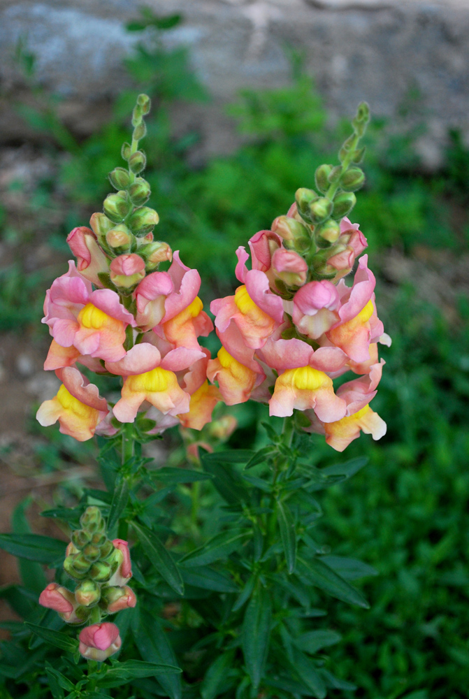 Изображение особи Antirrhinum majus.