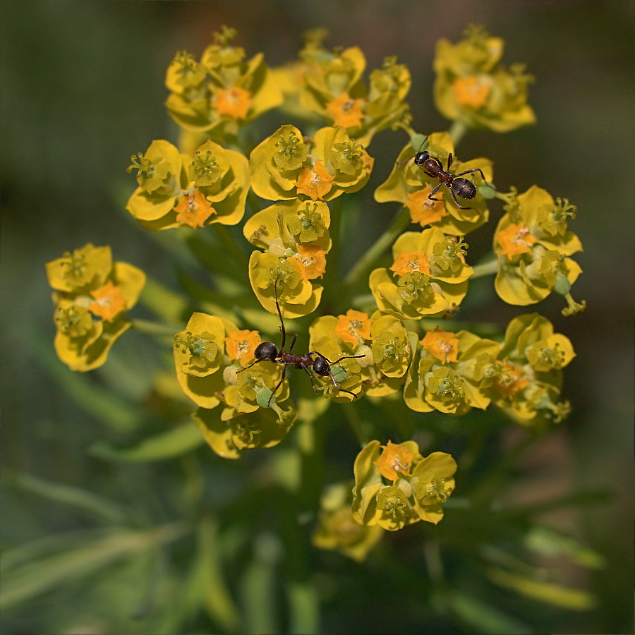 Image of Euphorbia cyparissias specimen.