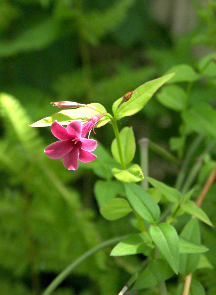 Изображение особи Jasminum beesianum.