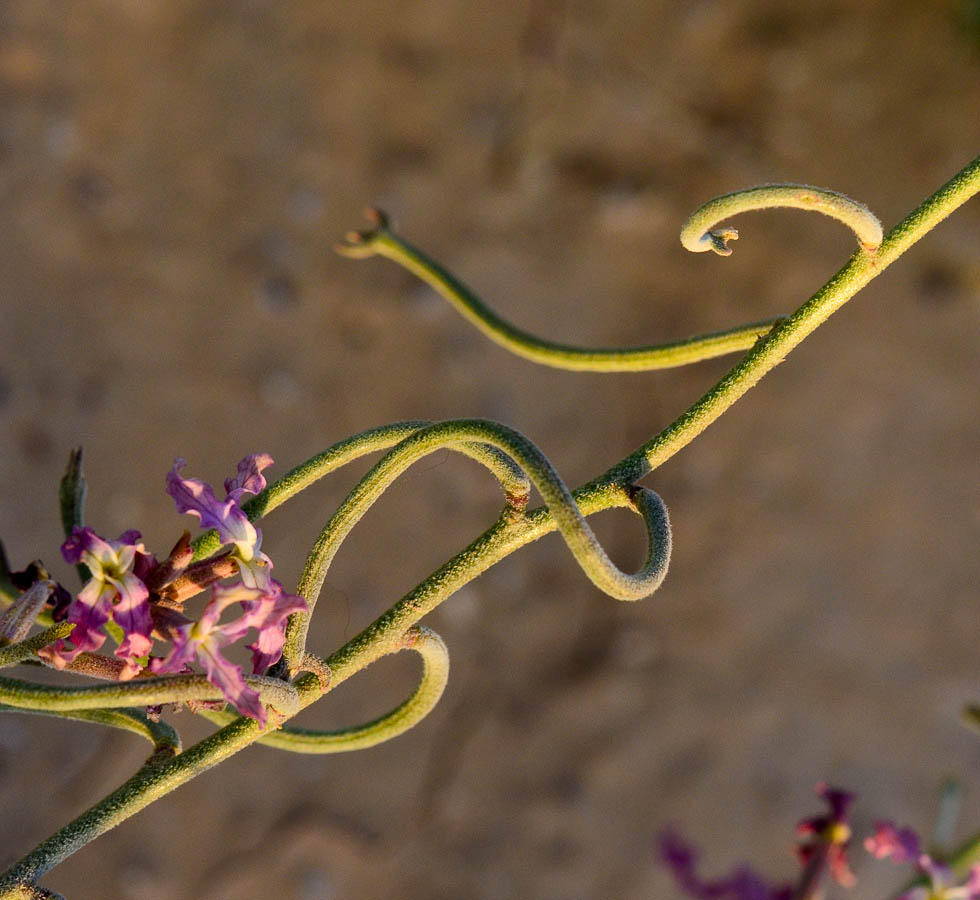 Image of Matthiola longipetala ssp. livida specimen.