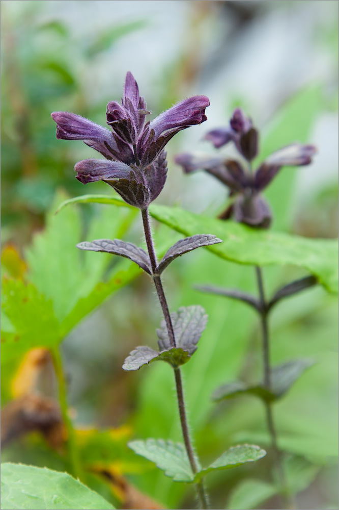 Image of Bartsia alpina specimen.