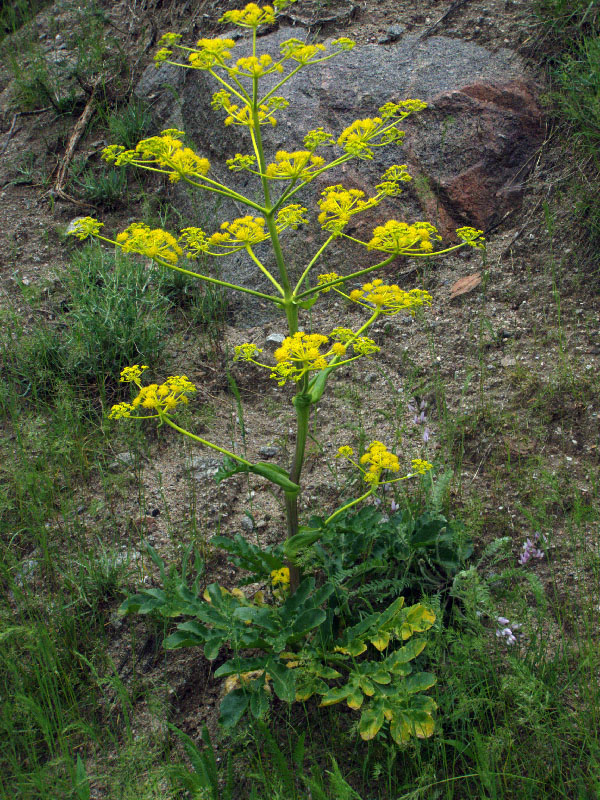 Изображение особи Ferula kokanica.