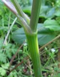 Anthriscus sylvestris разновидность nemorosa. Часть стебля с основанием листа и выходящего из его пазухи бокового побега. Крым, Карадагский заповедник, парк биостанции. 24 апреля 2013 г.