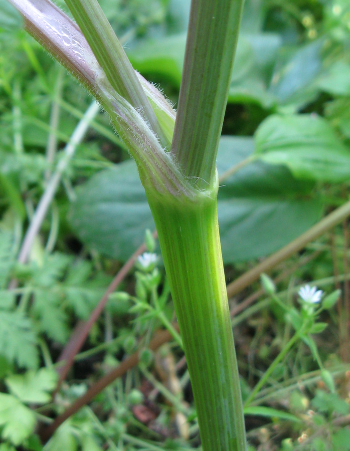 Изображение особи Anthriscus sylvestris var. nemorosa.