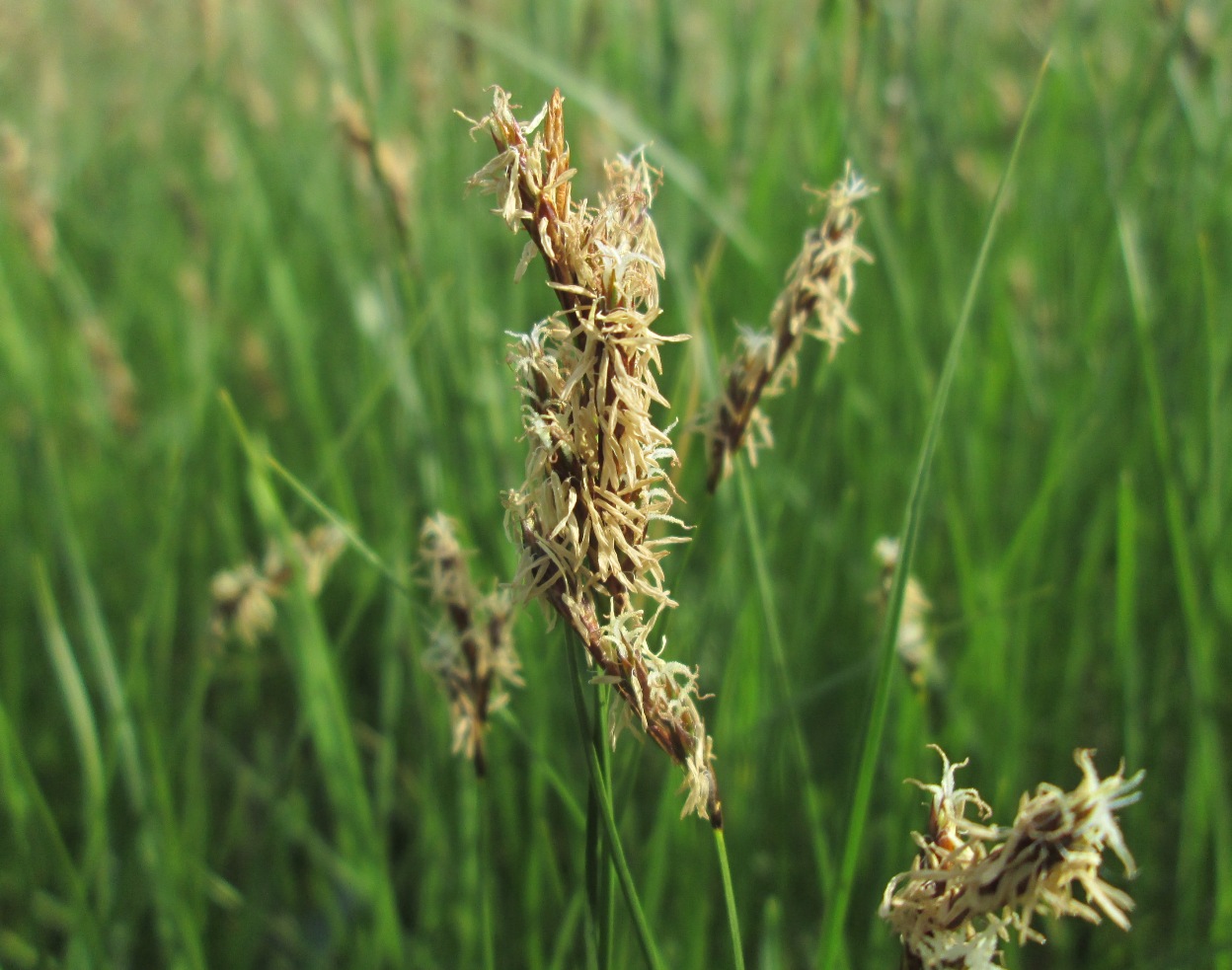 Image of Carex praecox specimen.