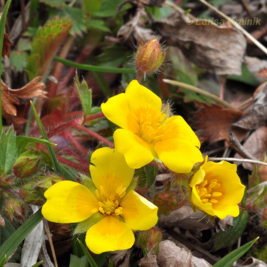 Image of Potentilla fragarioides specimen.