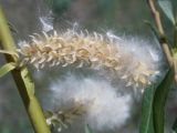 Salix viminalis. Соплодие с семенами. Тамбовская обл., Петровский р-н, с. Петровское, берег пруда. 17.05.2013.