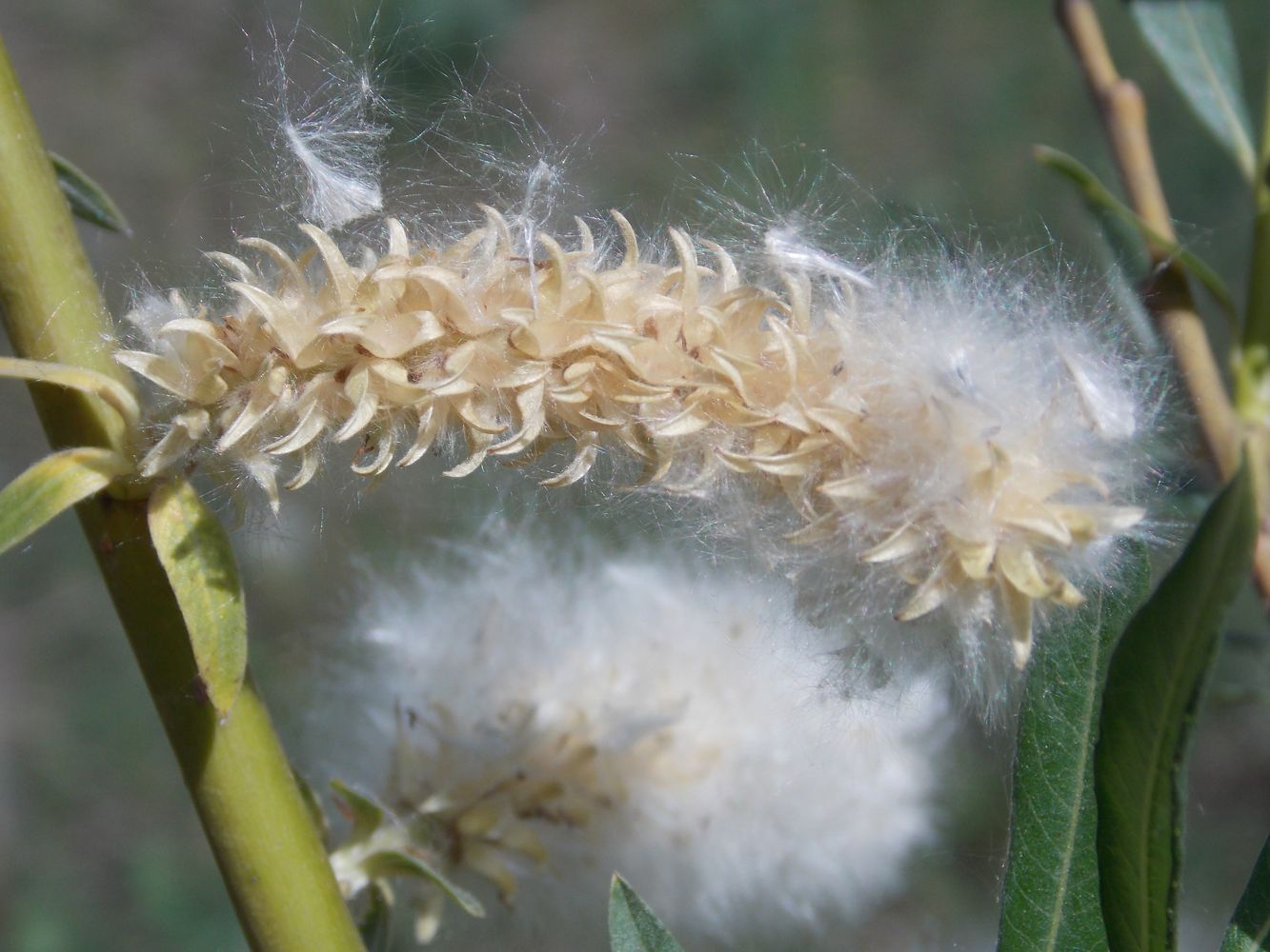 Изображение особи Salix viminalis.