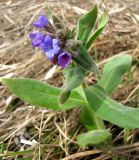 Pulmonaria mollis. Верхняя часть рацветающего растения. Ставропольский край, г. Кисловодск, Курортный парк верхний, травянистый склон горы под вершиной. 02.04.2013.