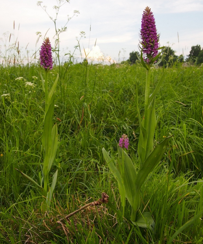 Image of Dactylorhiza baltica specimen.