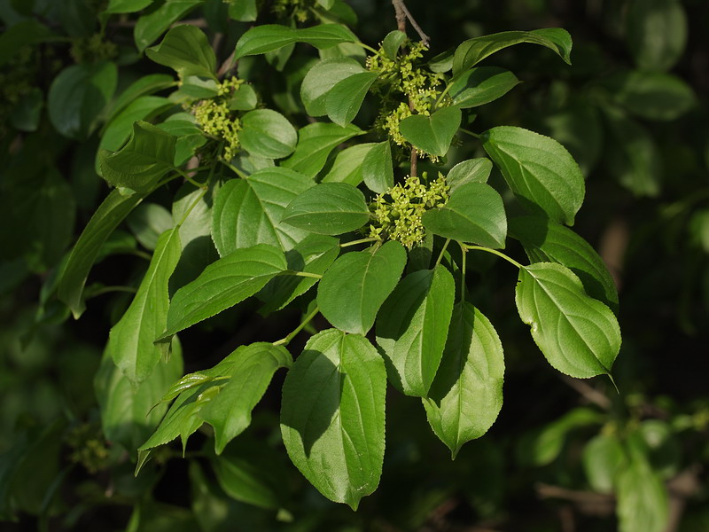 Image of Rhamnus cathartica specimen.