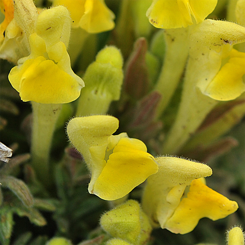 Image of Scutellaria grossheimiana specimen.