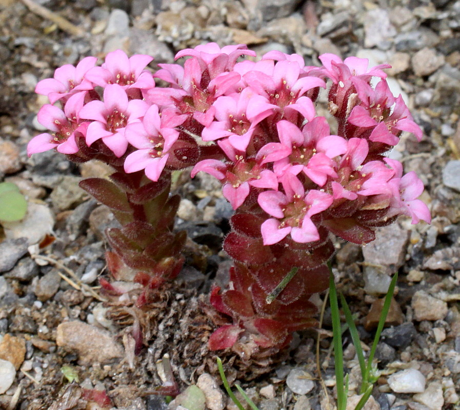 Image of Prometheum pilosum specimen.