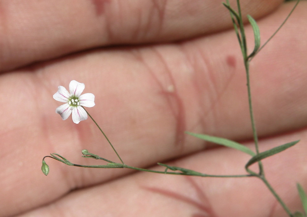 Изображение особи Psammophiliella muralis.