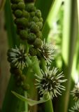 Sparganium erectum