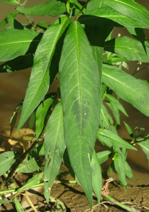 Image of genus Persicaria specimen.