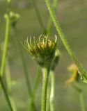 Doronicum macrophyllum