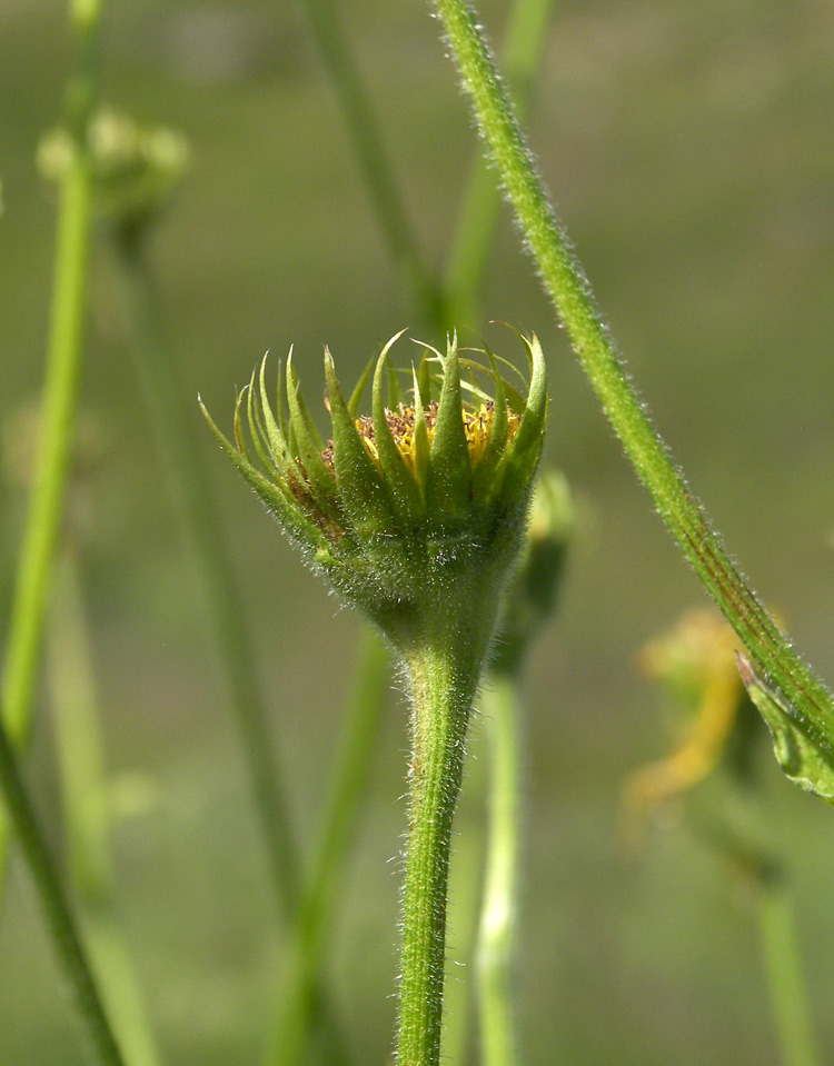 Изображение особи Doronicum macrophyllum.